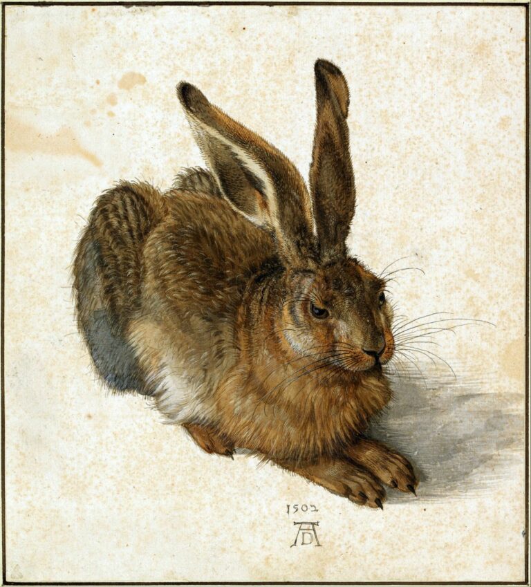 Albrecht Dürer, Feldhase, 1502